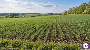 czech-arable-field-with-young-cereal.png